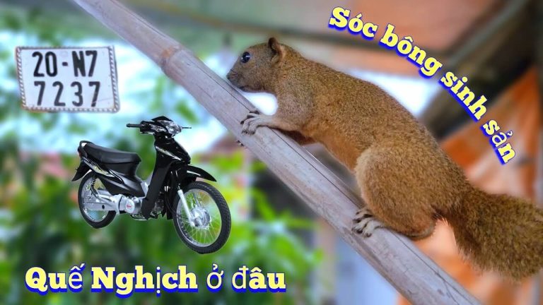 Quế nghịch Tv ở đâu bắc giang